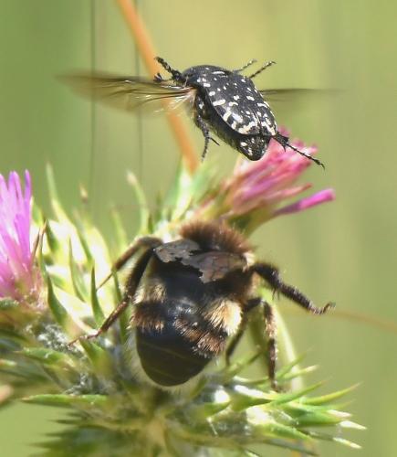 Bombus sp.